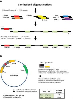 Highly reliable GIGA-sized synthetic human therapeutic antibody library construction